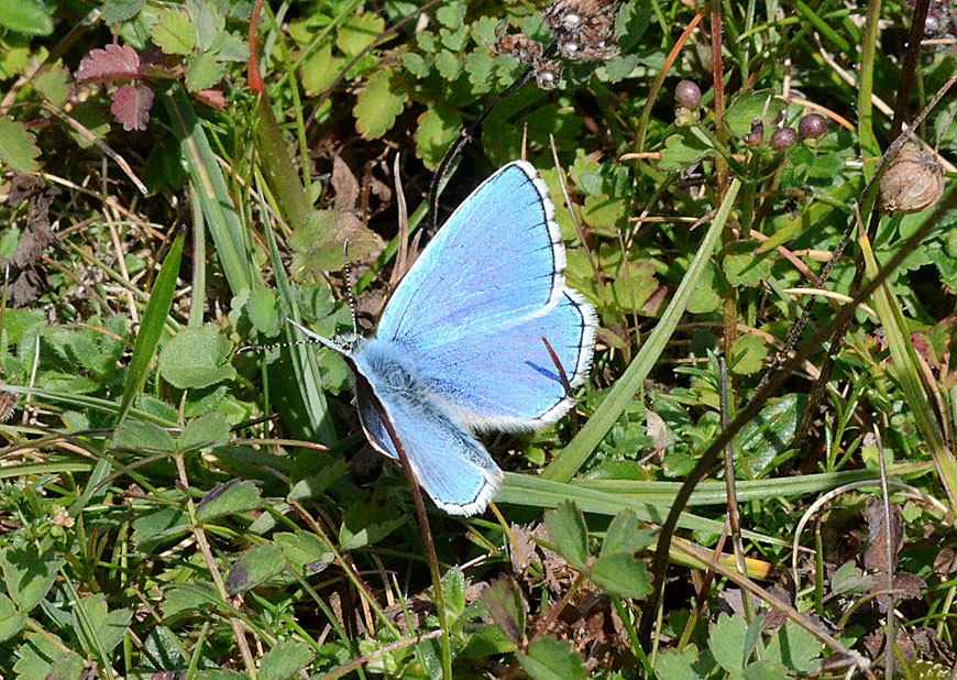 Adonis Blue
Click for next photo, closer view, female