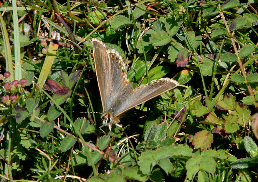 Adonis Blue
Click for next species.
adonisblue2012-03