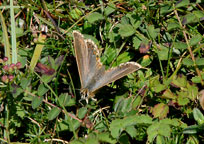 Small photograph of an Adonis Blue
Click to enlarge