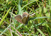 Small photograph of  Adonis Blue
Click on the image to enlarge