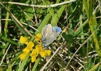 Small photograph of  Adonis Blue
Click on the image to enlarge