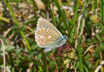 Small photograph of  Adonis Blue
Click on the image to enlarge