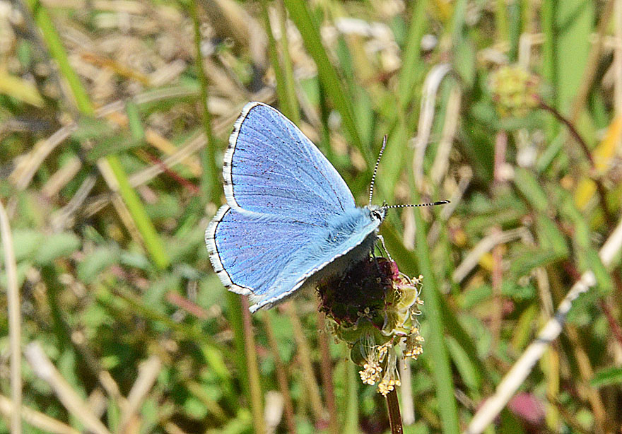 Adonis Blue
Click for next species.
adonisblue2012-03
