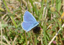 Small photograph of  Adonis Blue
Click on the image to enlarge