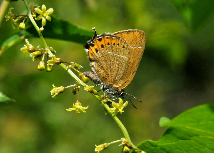 Black Hairstreak
Click on this image for next photo