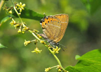 Small photograph of a Black Hairstreak
Click on the image to enlarge