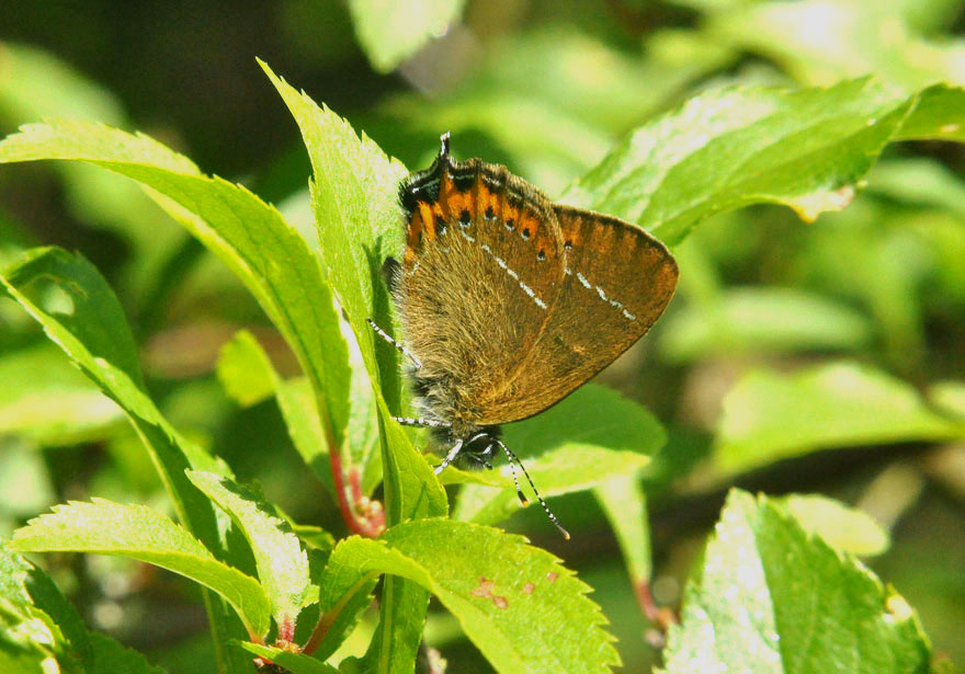 Black Hairstreak
Click on this image for next species