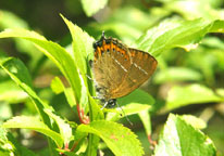 Black Hairstreak
Click on this image to enlarge.