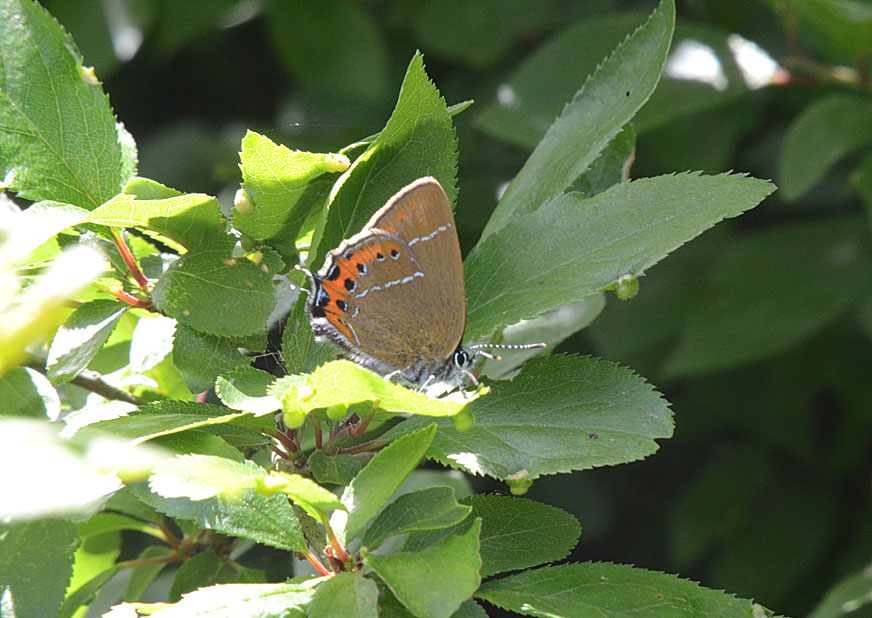 Black Hairstreak
Click for next species