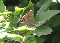 Black Hairstreak
Click on this image to enlarge.