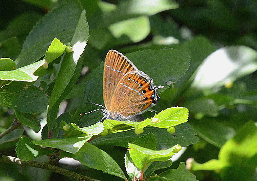 Black Hairstreak
Click for next species