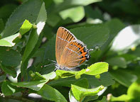 Black Hairstreak
Click on image to enlarge