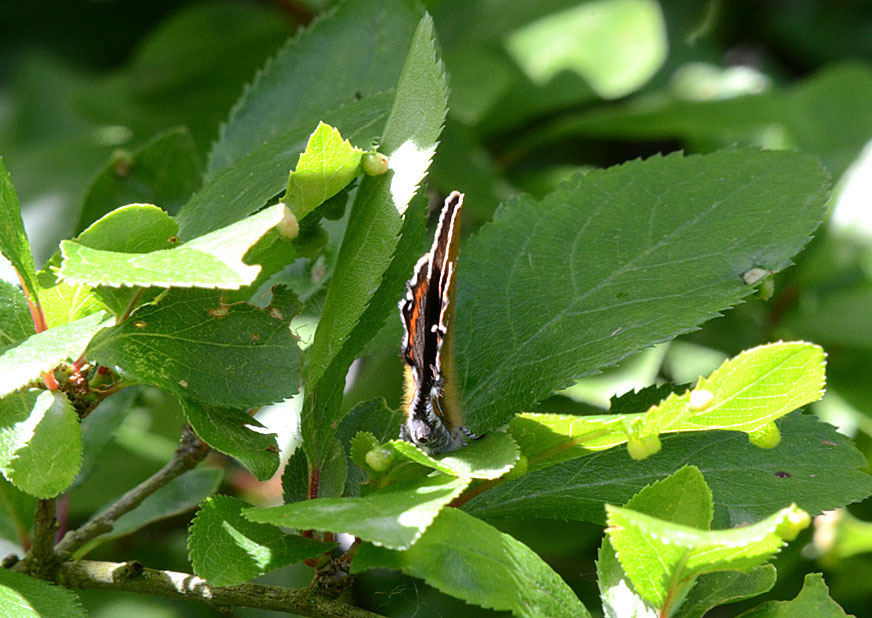 Black Hairstreak
Click for next species