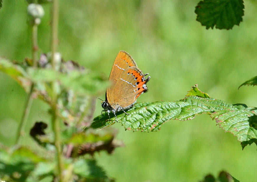 Black Hairstreak
Click for next species