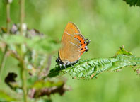 Black Hairstreak
Click on image to enlarge