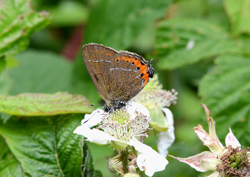 Black Hairstreak
Click for next species