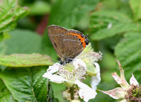 Black Hairstreak
Click on image to enlarge