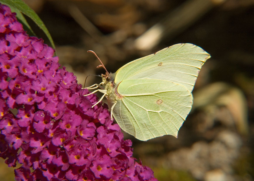 Brimstone
Click for the next photo