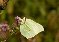 Brimstone
Click on this image to enlarge