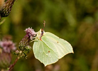 Brimstone
Click on image to enlarge