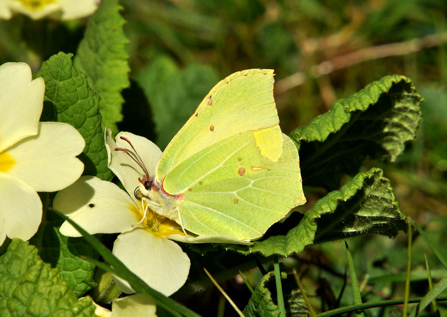 Brimstone
Click for the next photo