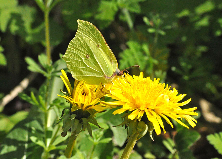 Brimstone
Click for the next photo