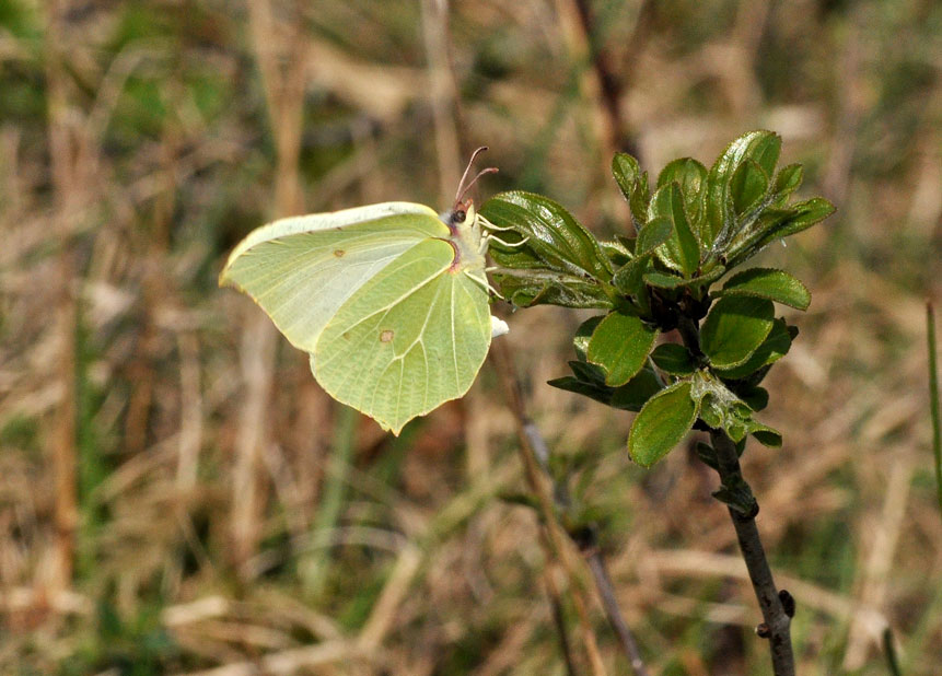 Brimstone
Click for the next photo