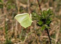 Small image of a Brimstone
Click to enlarge