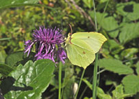 Brimstone
Click on this image to enlarge