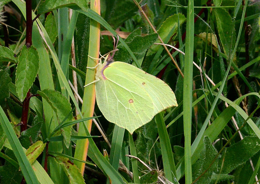 Brimstone
Click for the next photo