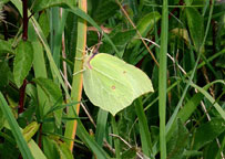 Small photograph of a Brimstone
Click to enlarge