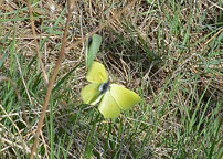 Small image of a Brimstone butterfly
Click on the image to enlarge