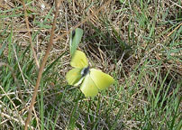 Brimstone
Click on image to enlarge