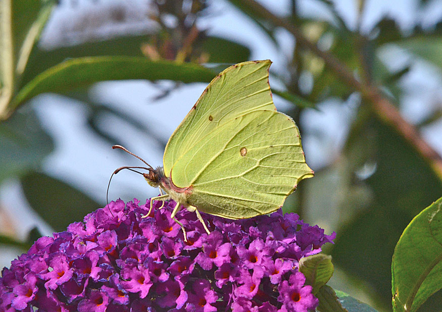 Brimstone
Click for next species