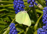 Brimstone
Click on image to enlarge