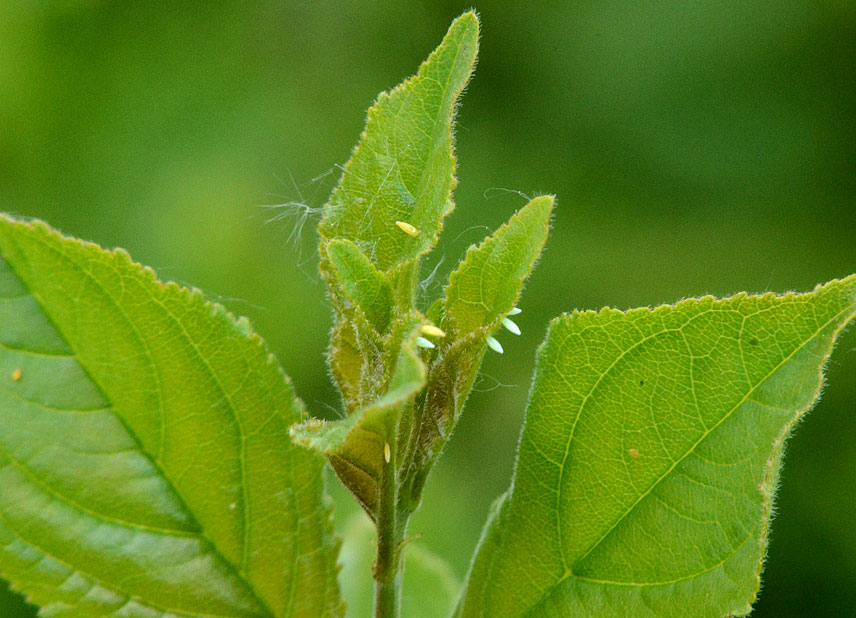 Brimstone
Click for next photo