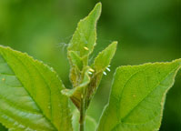 Brimstone
Click on image to enlarge