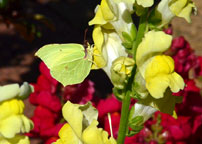 Small photograph of a Brimstone
Click on the image to enlarge