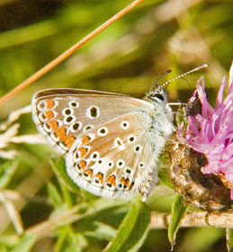Brown Argus underside, missing a spot.
There is no link from this image