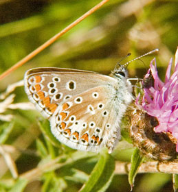 Brown Argus
There is no link from this image