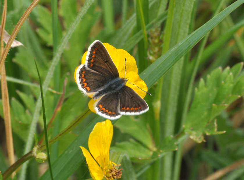 Brown Argus
Click for the next photo