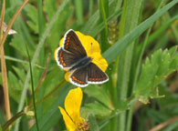 Small image of a Brown Argus
Click to enlarge