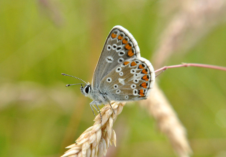 Brown Argus
Click for the next photo