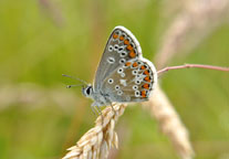 Brown Argus
Click on this image to enlarge