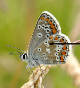 Brown Argus
There is no link from this image