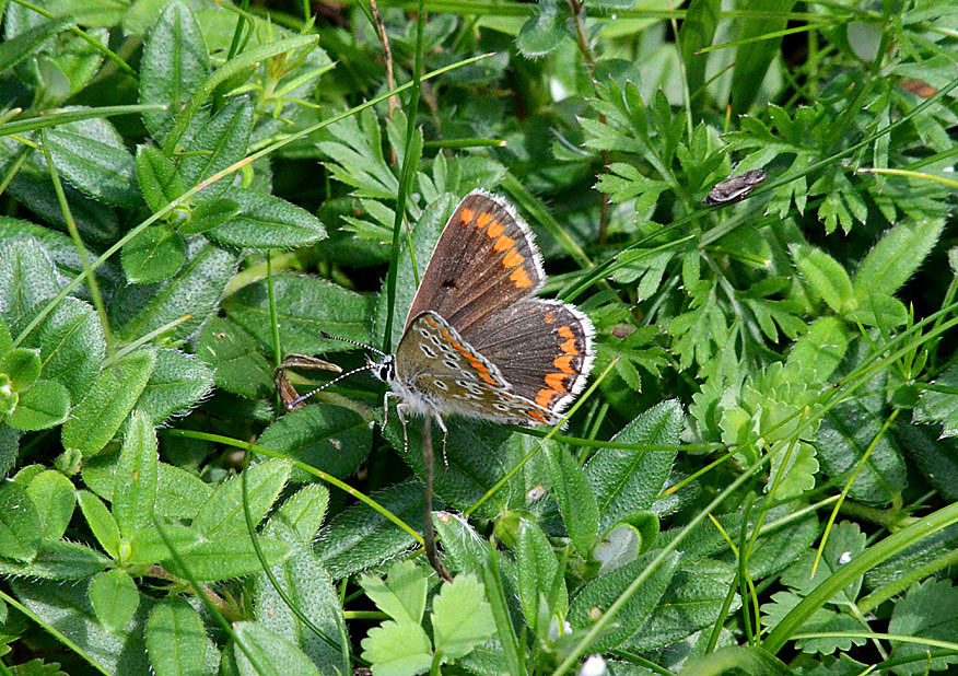 Brown Argus
Click for the next photo