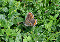 Small photograph of a Brown Argus
Click to enlarge