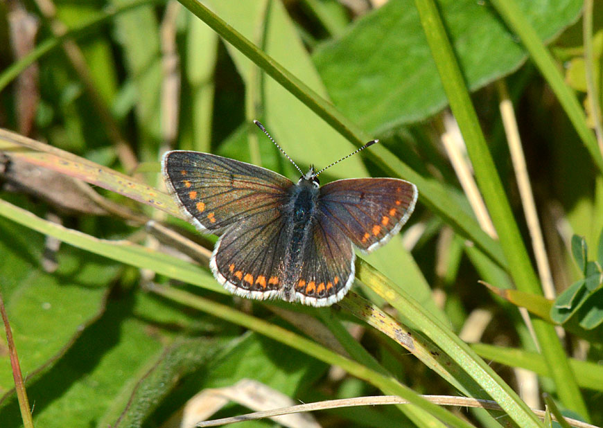 Brown Argus
Click for the next species
