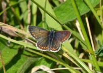 Small photograph of a Brown Argus
Click on the image to enlarge