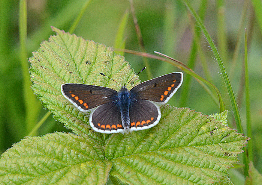 Brown Argus
Click for next photo